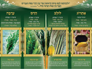 P2 פוסטר לסוכה "ולקחתם לכם ביום הראשון..."